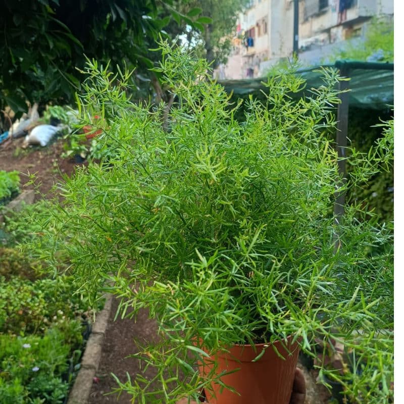 Asparagus densiflorus
