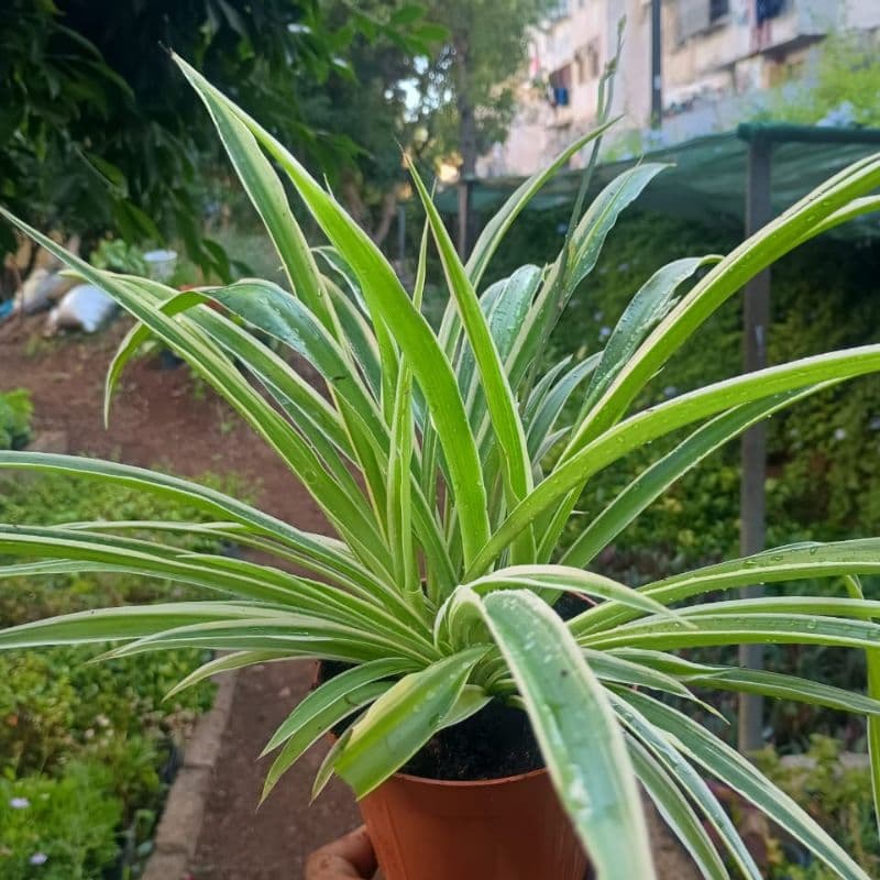 Chlorophytum