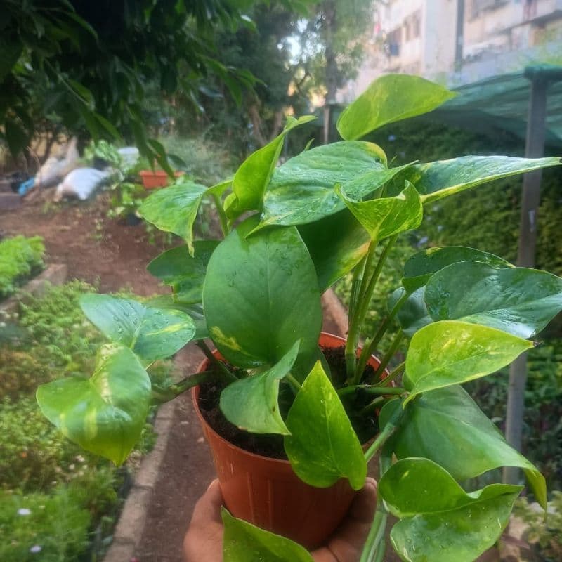 Pothos Doré