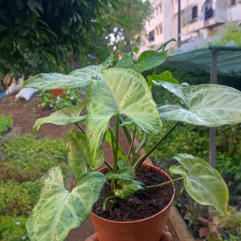 Syngonium Blanc